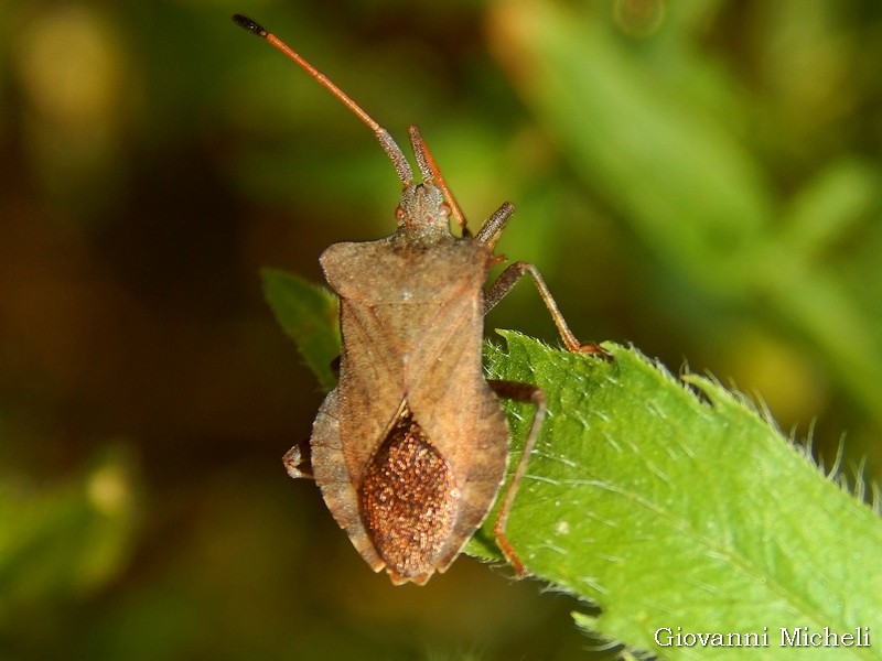 Coreidae: Coreus marginatus
